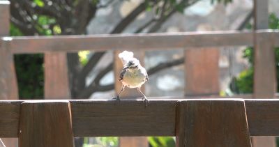 dji-0002-00-03-01-12-still011